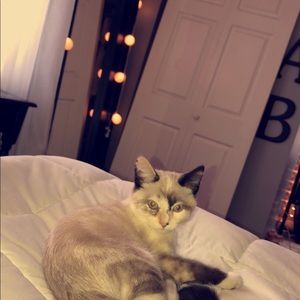 Meet your Posher, Addison